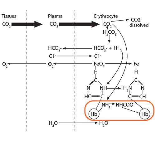 
							
								Diagram of the interactions between molecules
							
							